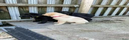 Labrador Retriever dogs for sale: Labrador puppies  - Advert 8