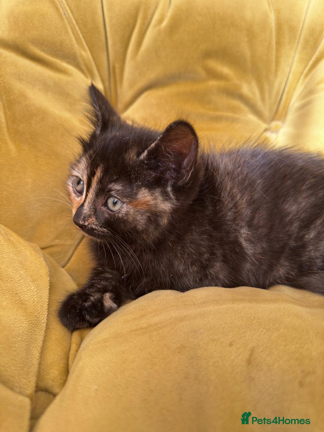 Mixed Breed cats for sale: Sweets in their pure form and without calories. - Image 5