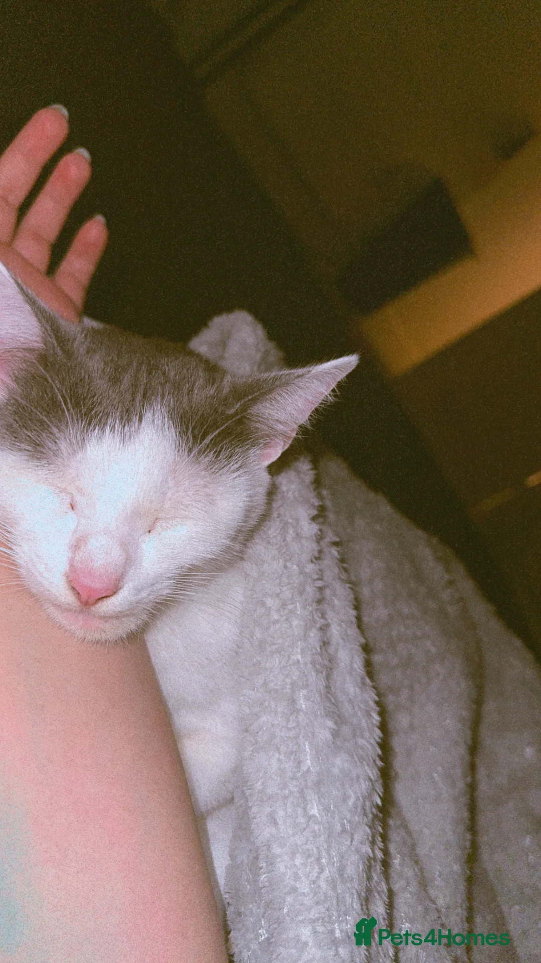 Mixed Breed cats for sale: Beautiful cat for rehoming - Advert 8