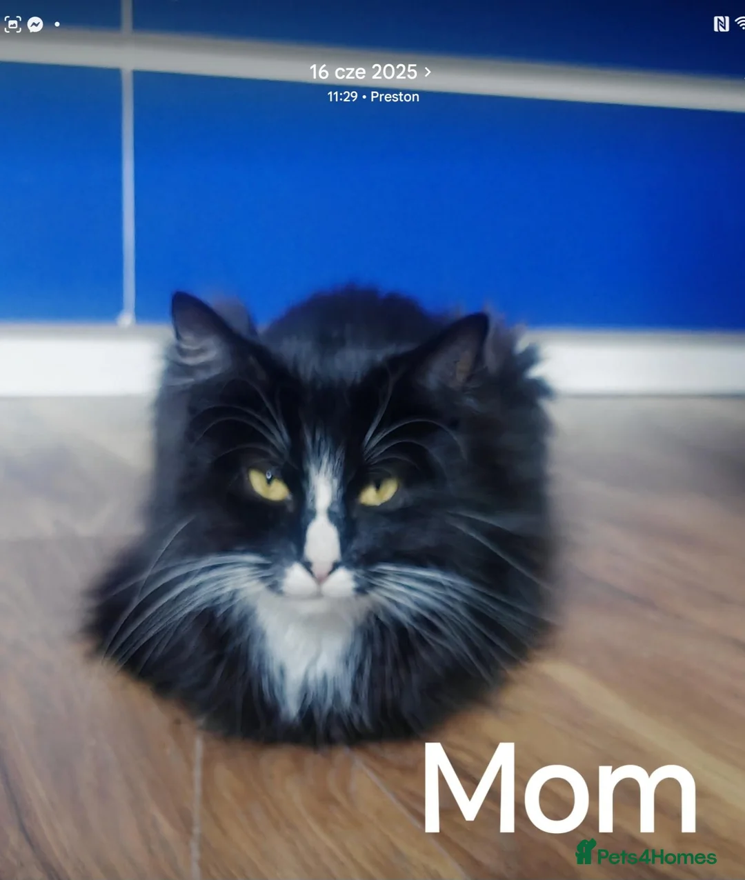Mixed Breed cats for sale: Beauty litter of ragcoon -tuxedo cross  in Preston - Advert 2