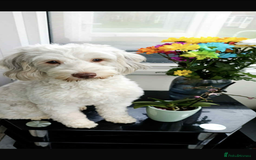 Cockapoo dogs for sale: Beautiful cockapoos looking for forever homes - Image 15