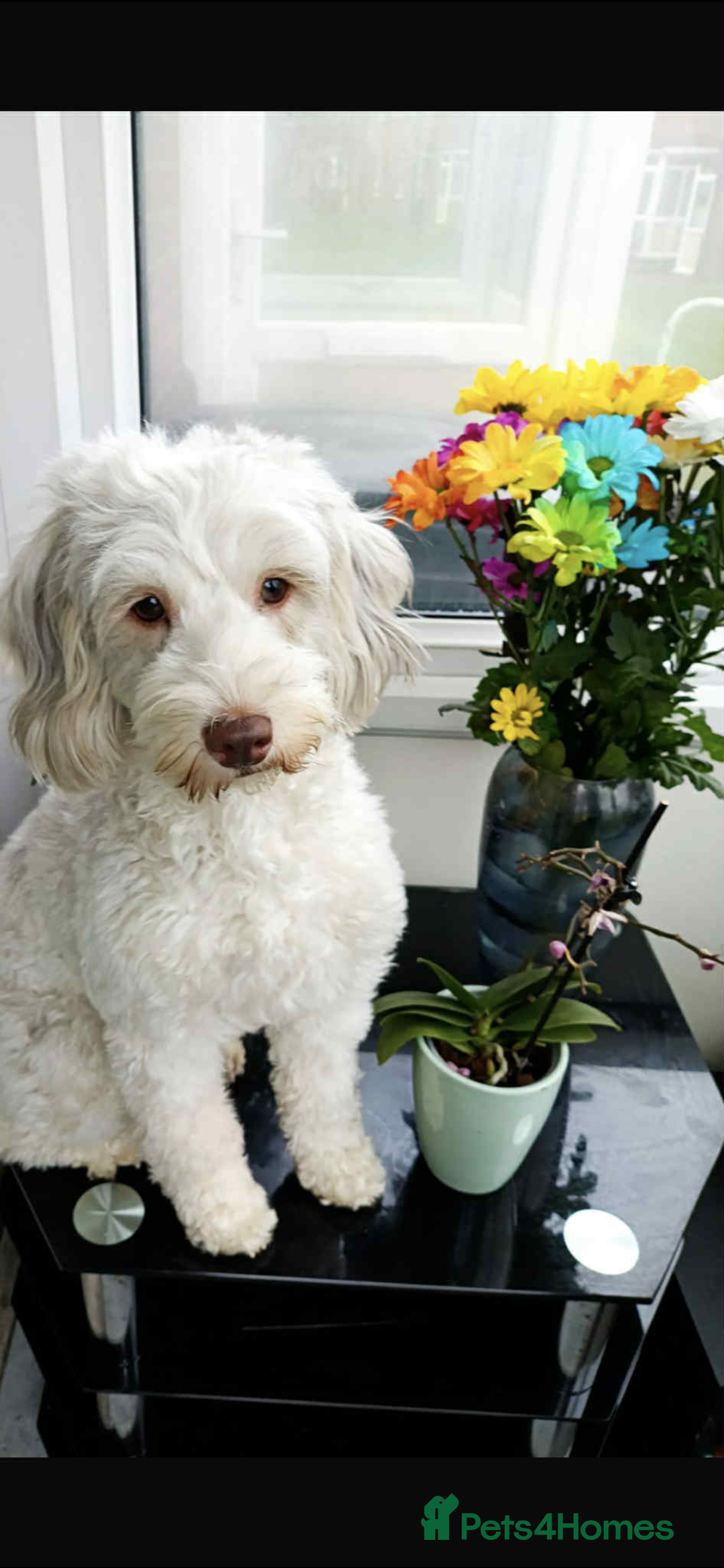 Cockapoo dogs for sale: Beautiful cockapoos looking for forever homes - Image 15