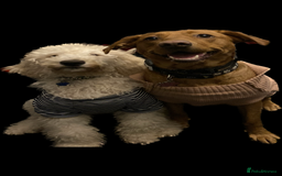 Labradoodle dogs for sale: Beautiful labradoodles - Advert 8