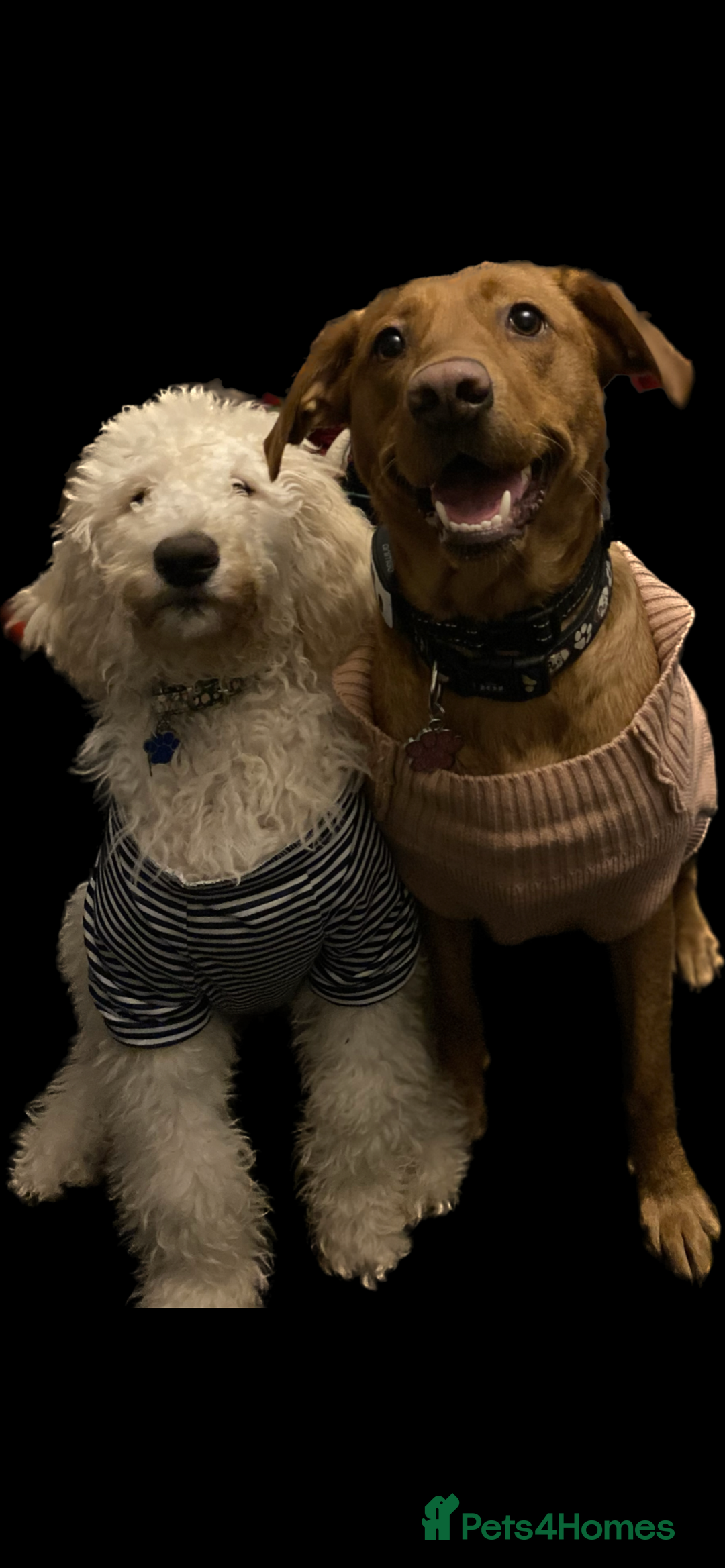 Labradoodle dogs for sale: Beautiful labradoodles - Advert 8