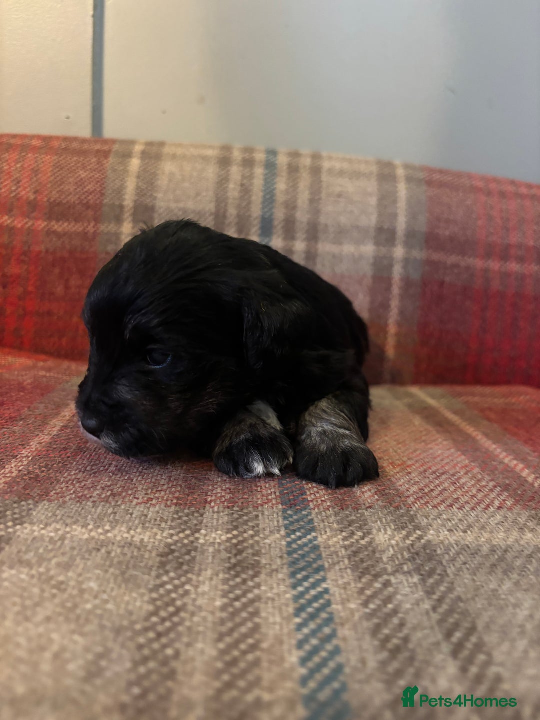 Schnoodle dogs for sale: Beautiful Schnoodle Puppies KC Reg Parents!!  - Image 17