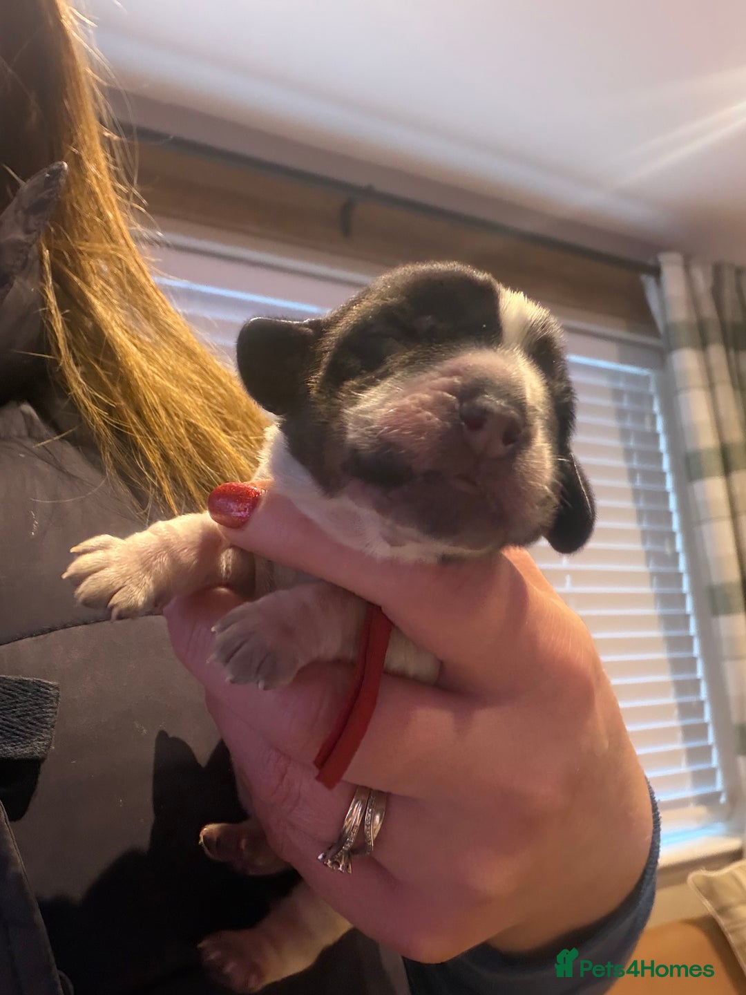 Cocker Spaniel dogs for sale: KC Registered Show Cocker puppies  - Advert 11