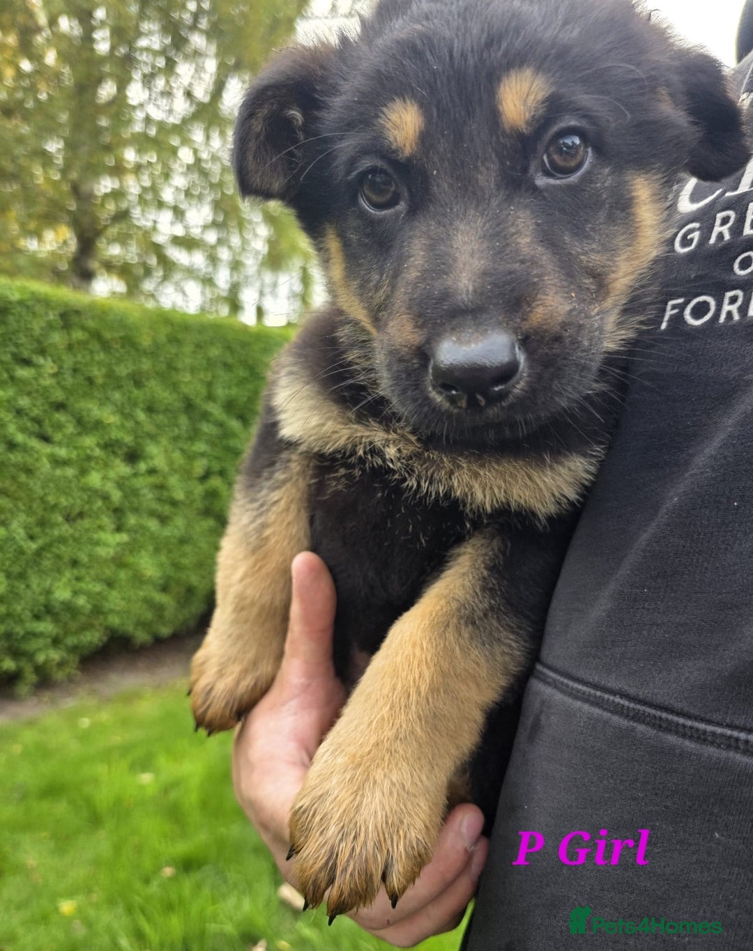 German Shepherd dogs for sale: Beautiful German shepherd puppies  - Image 14