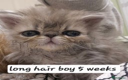 Exotic cats for sale: Exotic longhair and short hair kittens  - Image 35