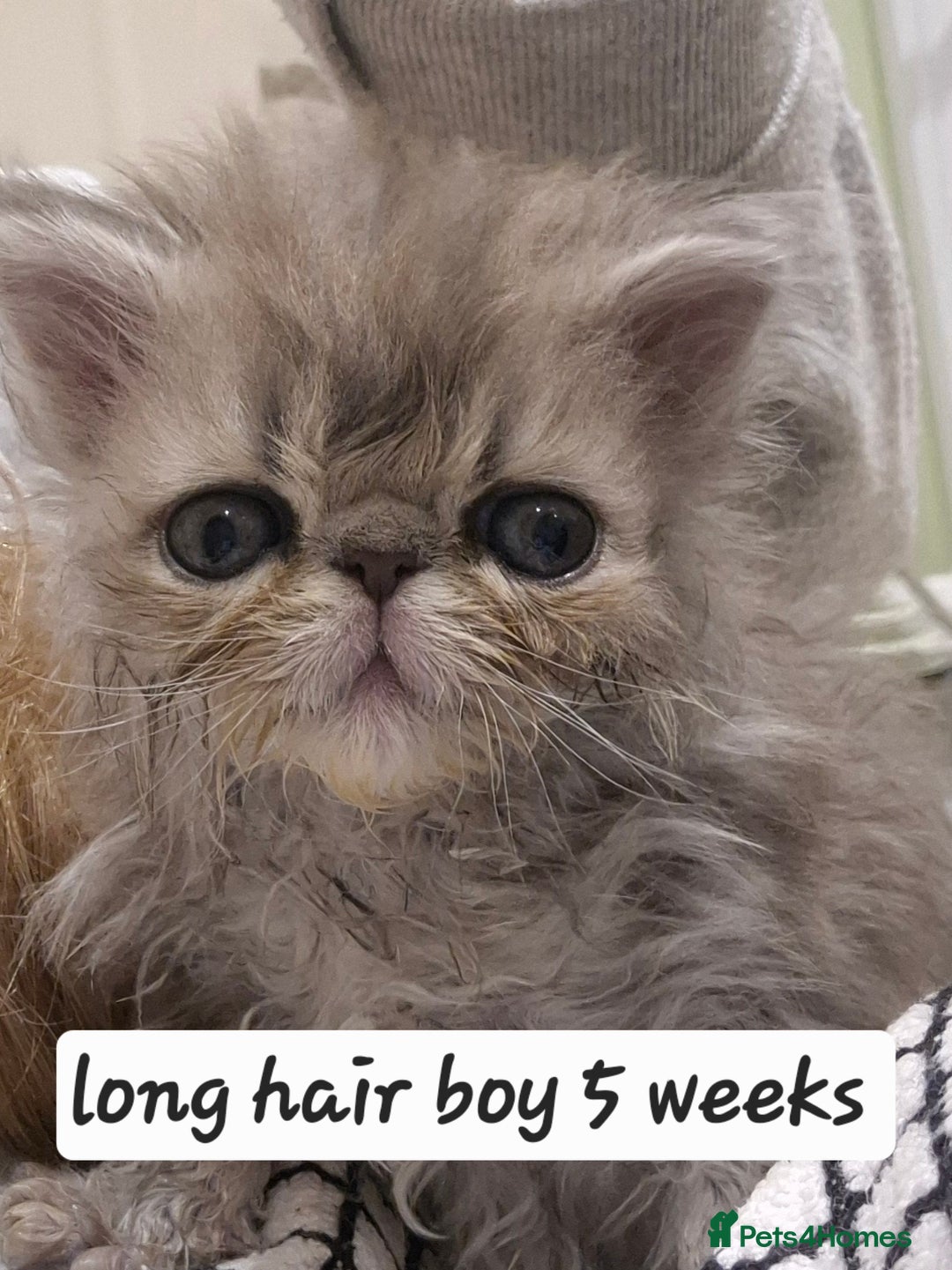 Exotic cats for sale: Exotic longhair and short hair kittens  - Image 35