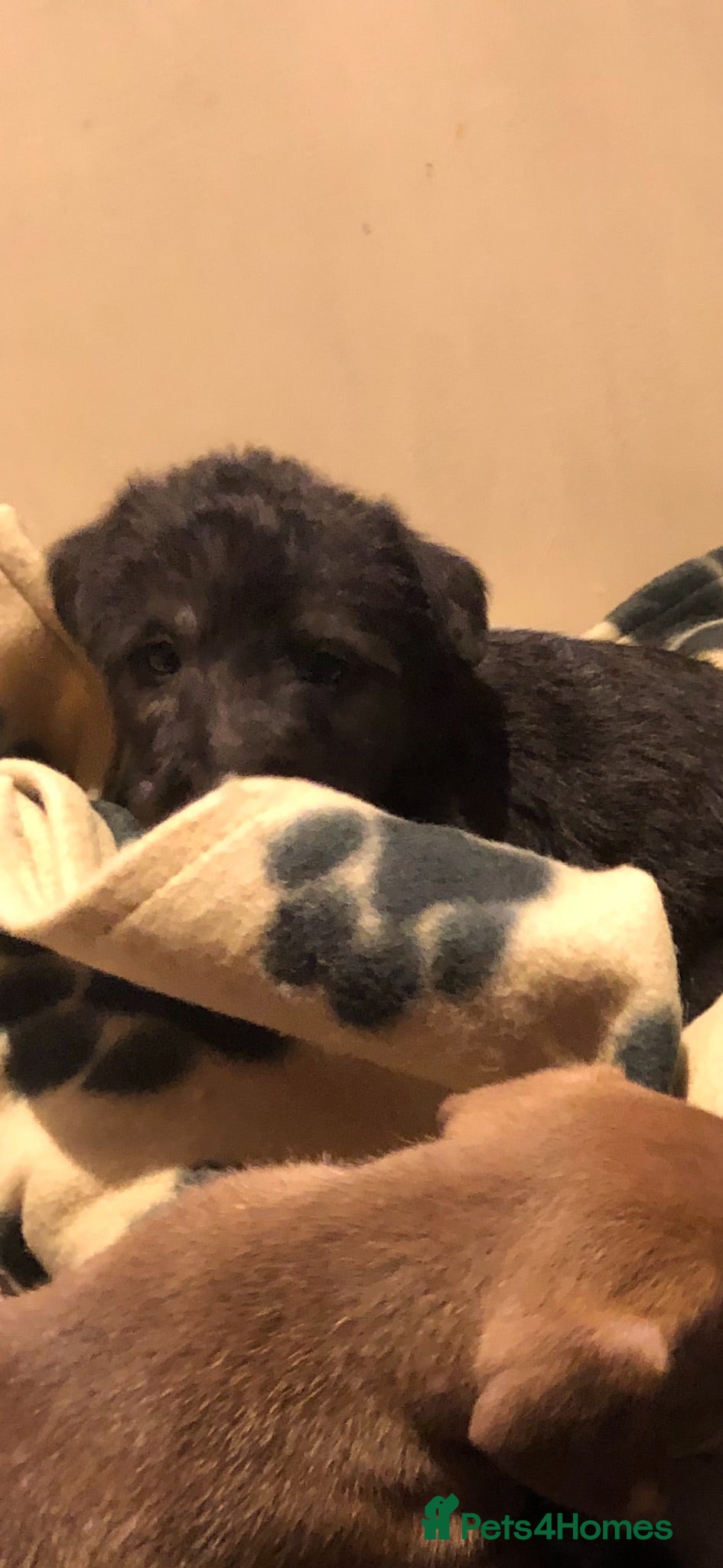 Mixed Breed dogs Beautiful bedlington whippet puppies - Advert 2