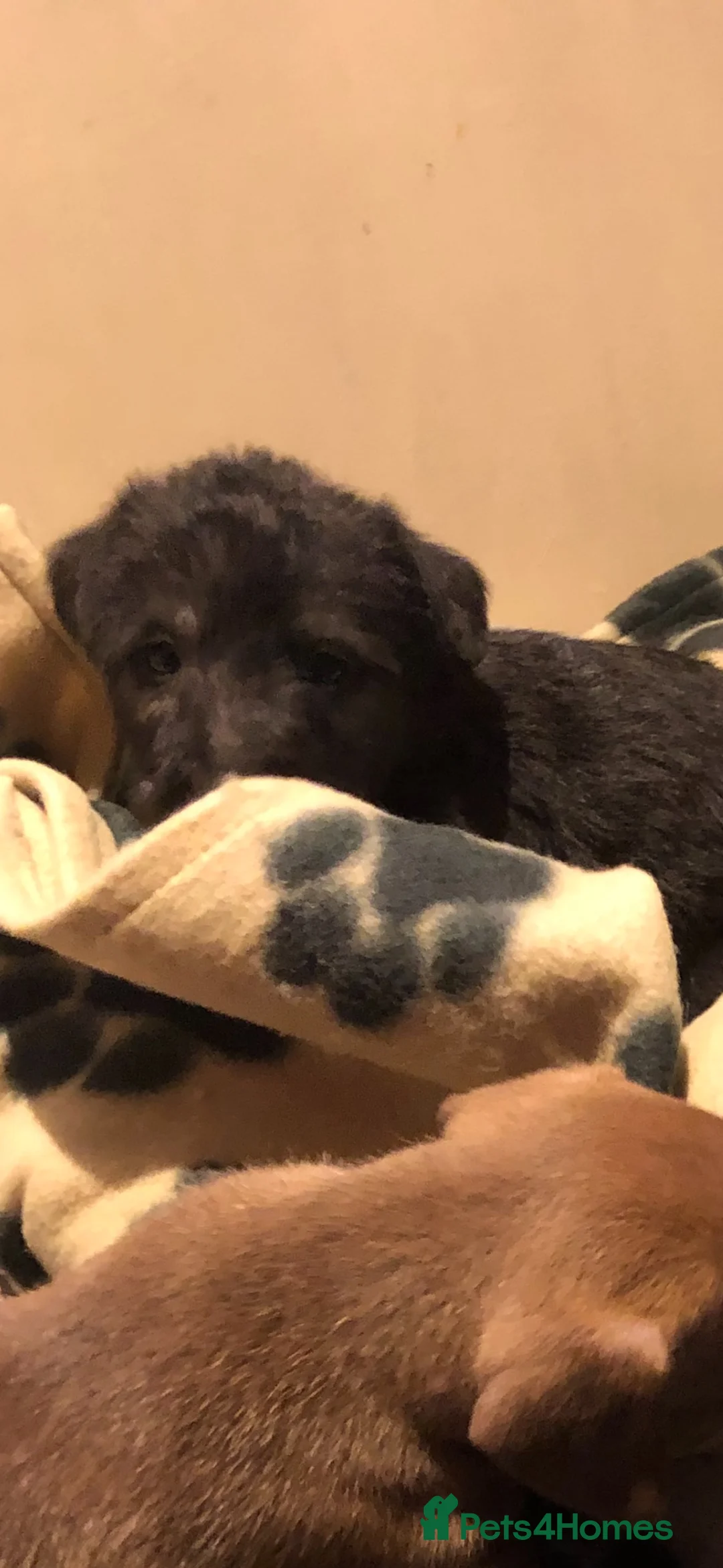Mixed Breed dogs for sale: Beautiful bedlington whippet puppies in Basildon - Advert 1