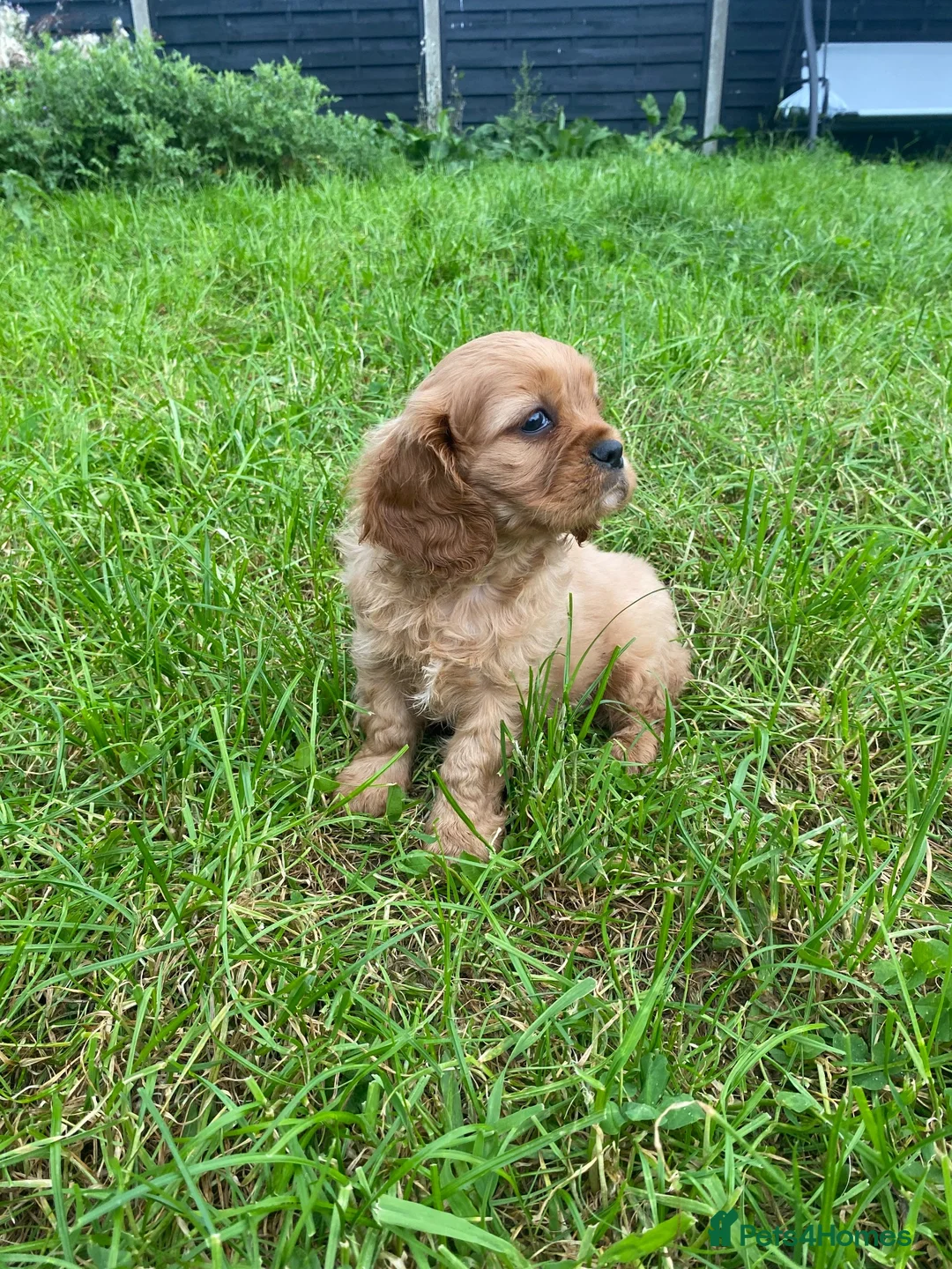 Cavalier King Charles Spaniel dogs for sale: Beautiful Cavalier Puppies Looking for Forever in Ashford - Advert 28