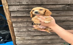 Cocker Spaniel dogs for sale: Cocker spaniel puppies  - Image 6