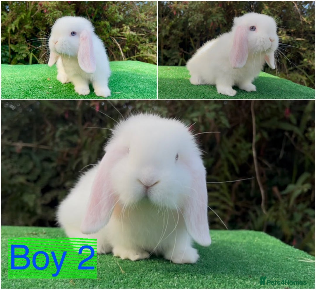 Mini Lop rabbits for sale: Baby mini lops ready now  - Image 2
