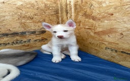 Siberian Husky dogs for sale: 2 Siberian husky puppies  - Image 3