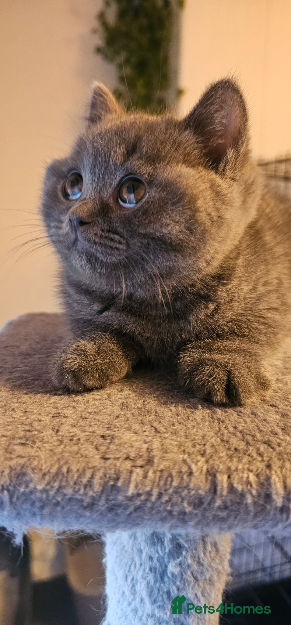 British Shorthair cats Bsh Chempion Kittens🐱 Ready now🤩 - Advert 7