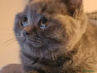 British Shorthair cats Bsh Chempion Kittens🐱 Ready now🤩 - Advert 7