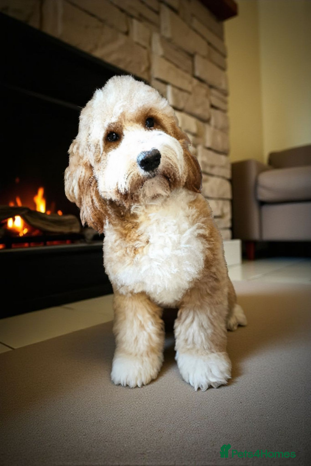 Australian Labradoodle dogs for stud: HIP 0/0 ELBOW 0/0! 100% AUSTRALIAN LABRADOODLE - Advert 3