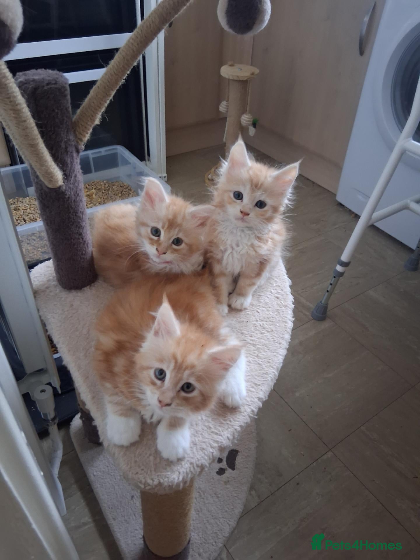 Maine Coon cats 3 FULL MAINE COON KITTENS - Advert 13