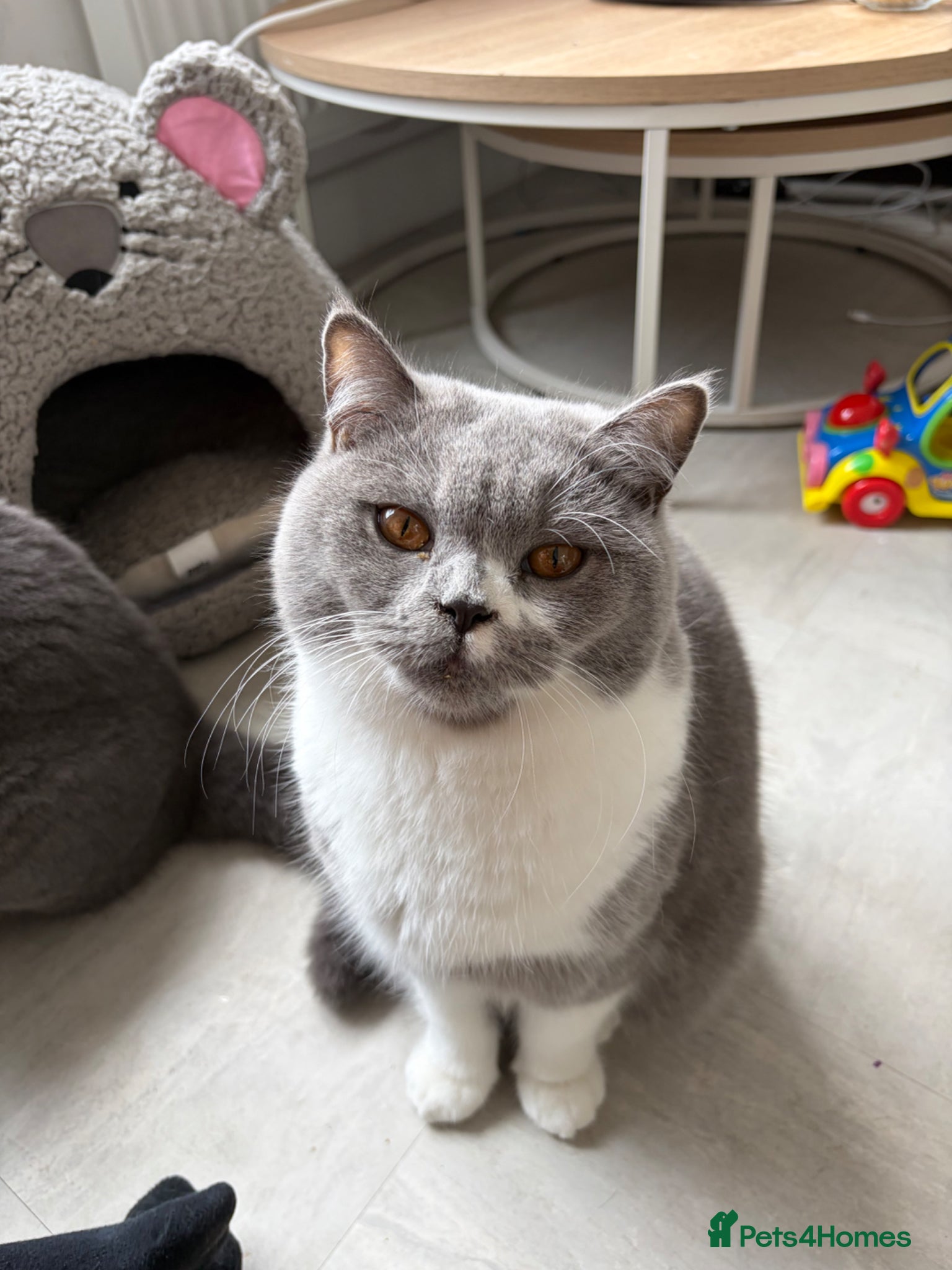 British Shorthair cats Beautiful female British shorthair  - Advert 1