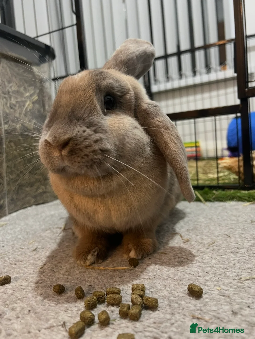 French Lop rabbits for sale: 6 year old rabbit  in Milford Haven - Advert 2