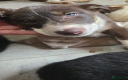 Border Collie dogs for sale: 9 border collie pups  - Image 17