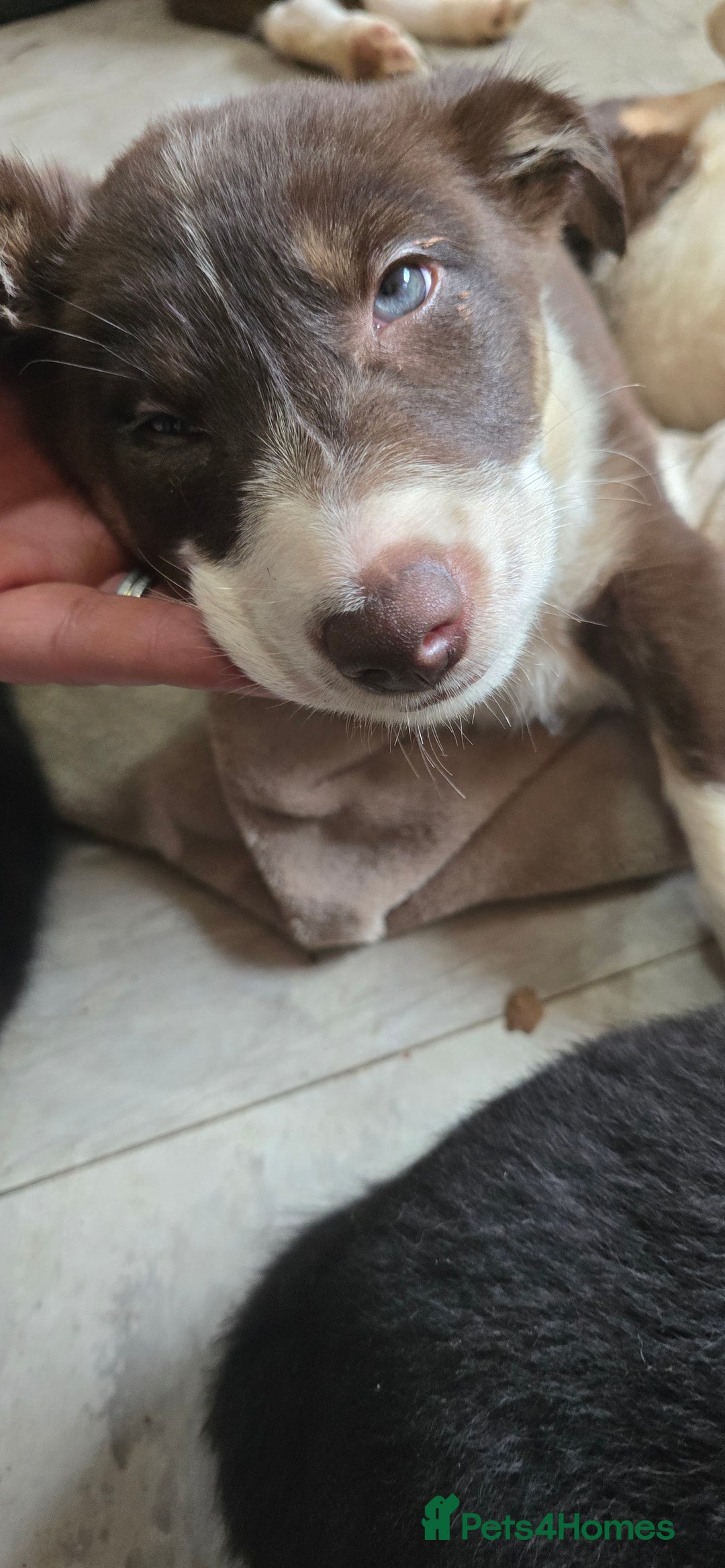 Border Collie dogs for sale: 9 border collie pups  - Image 17