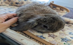 Mini Lop rabbits for sale: Gorgeous pure mini lops. Very friendly! - Image 3