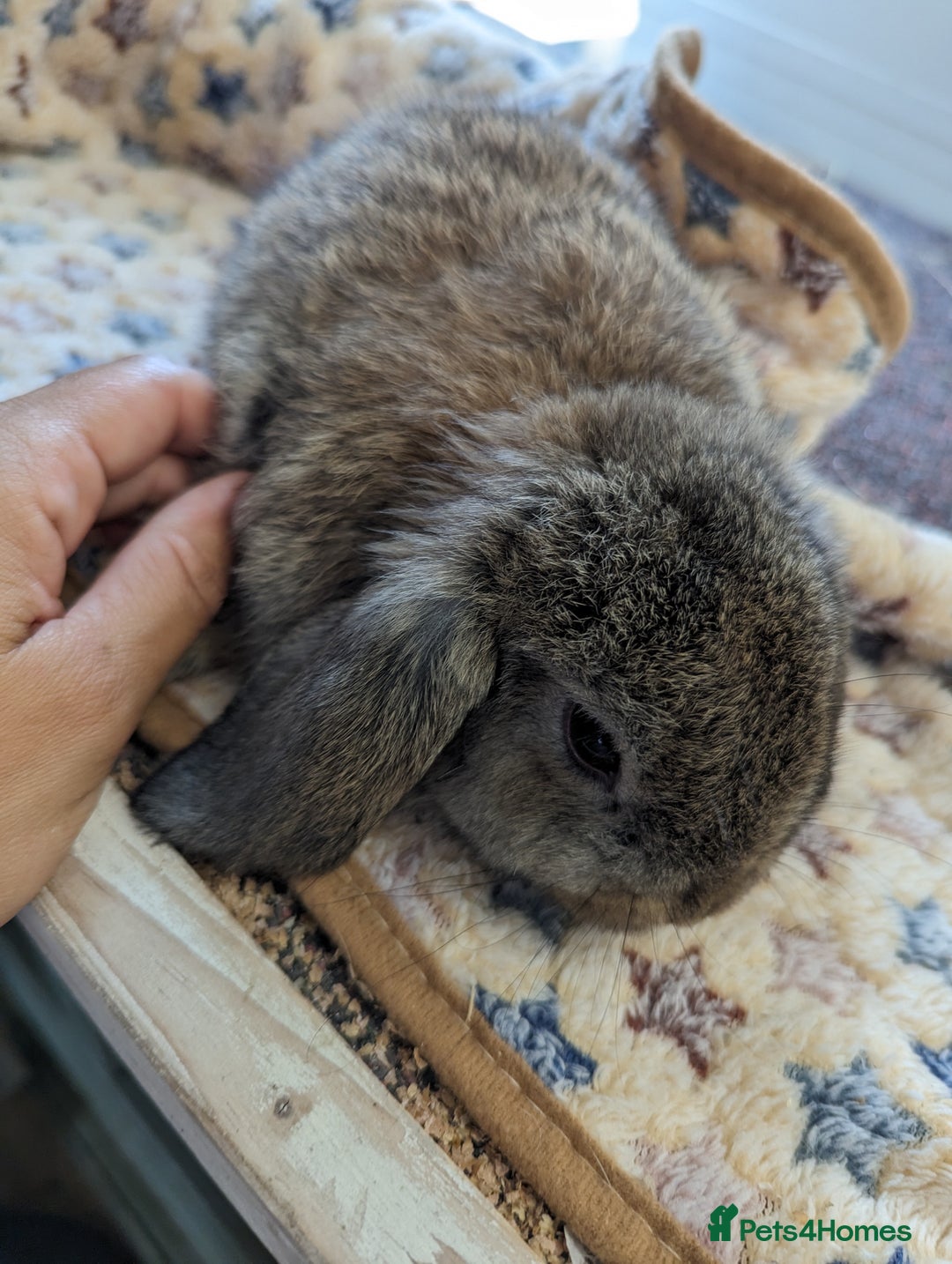 Mini Lop rabbits for sale: Gorgeous pure mini lops. Very friendly! - Image 3