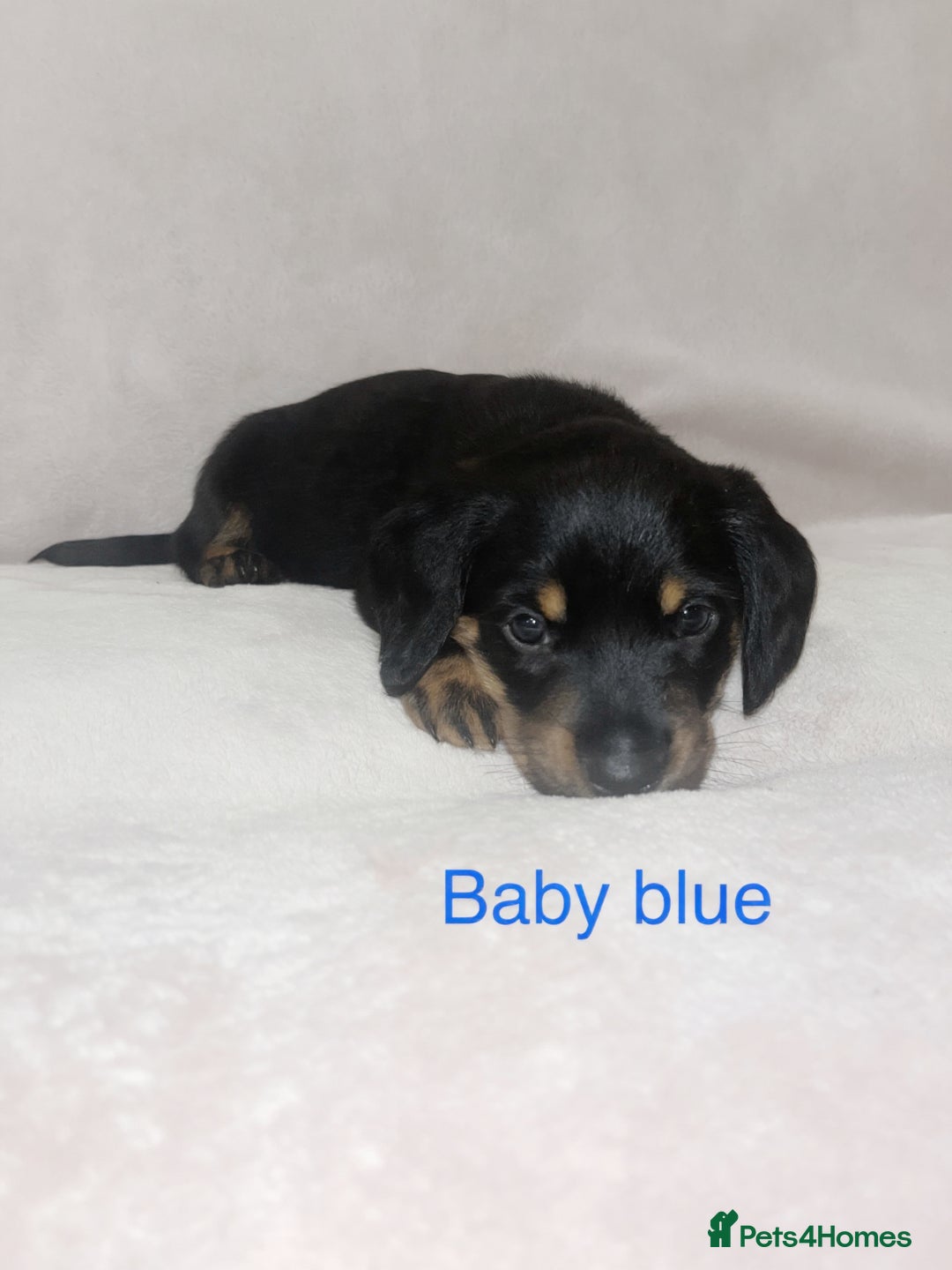 Mixed Breed dogs for sale: Dalmatian x dachshund  - Advert 12
