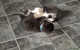 Mixed Breed cats for sale: Fluffy kittens - Image 16
