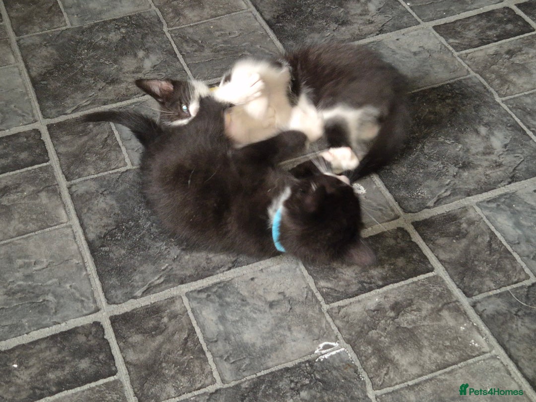 Mixed Breed cats for sale: Fluffy kittens - Image 16