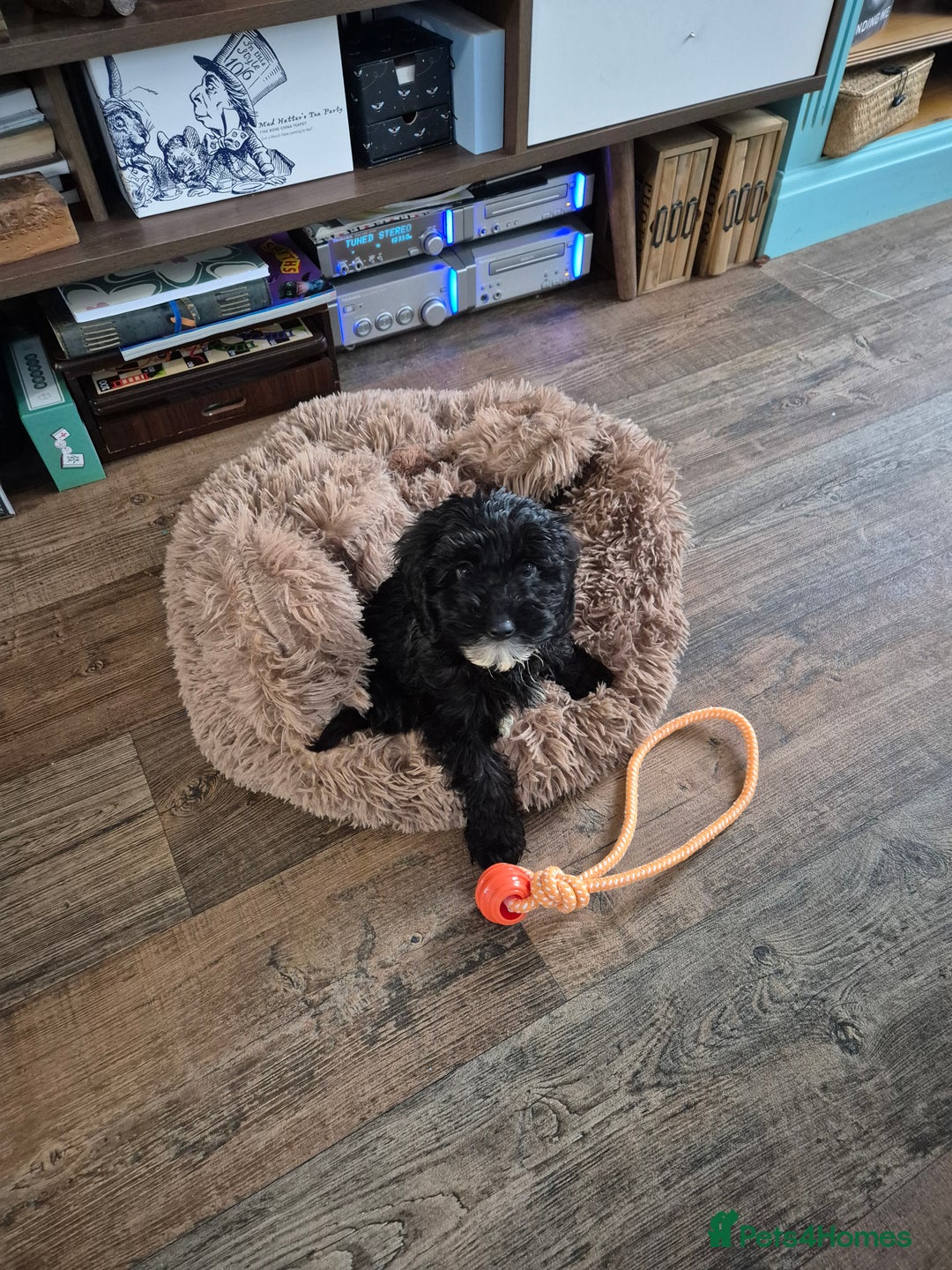 Cavapoo dogs for sale: 12 week Cavapoo male - Image 3