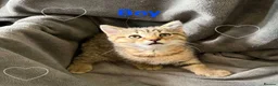 Persian cats for sale: Ready now, persian and cross  - Advert 11