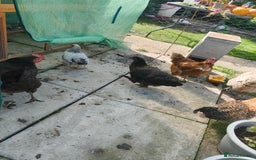 Chickens poultry for sale: 7 chickens looking for new home  - Image 2