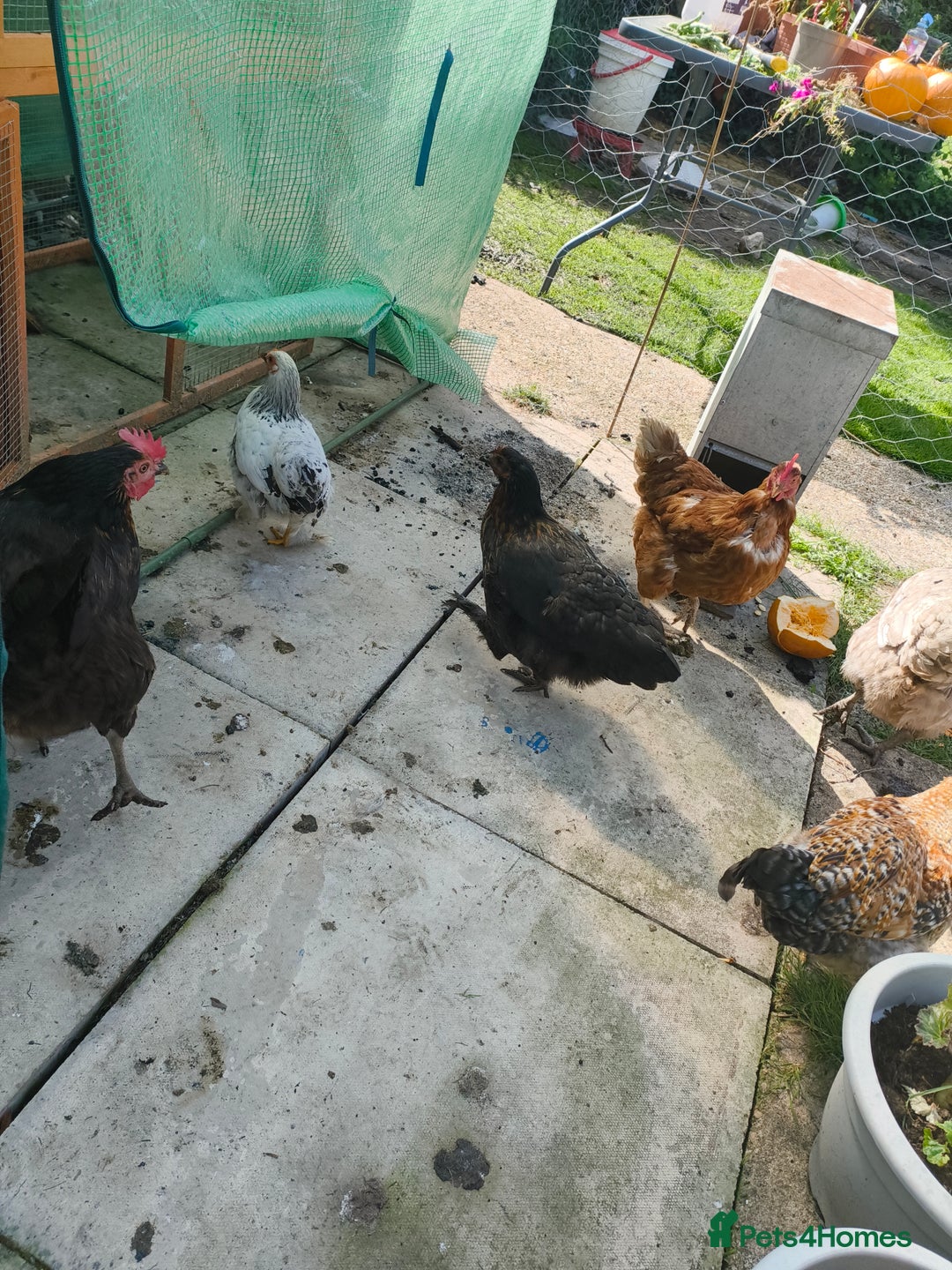 Chickens poultry for sale: 7 chickens looking for new home  - Image 2