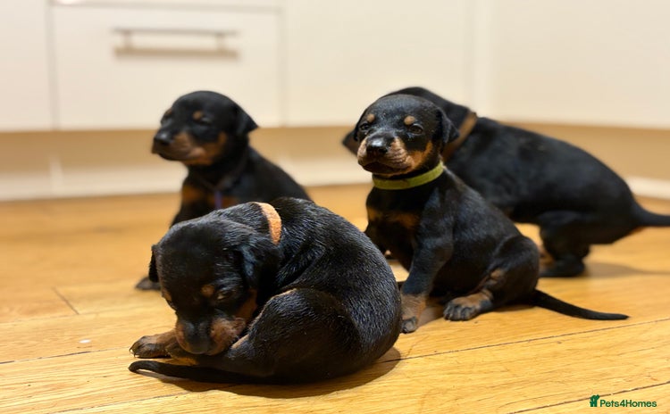 Dobermann dogs in London - Advert 1