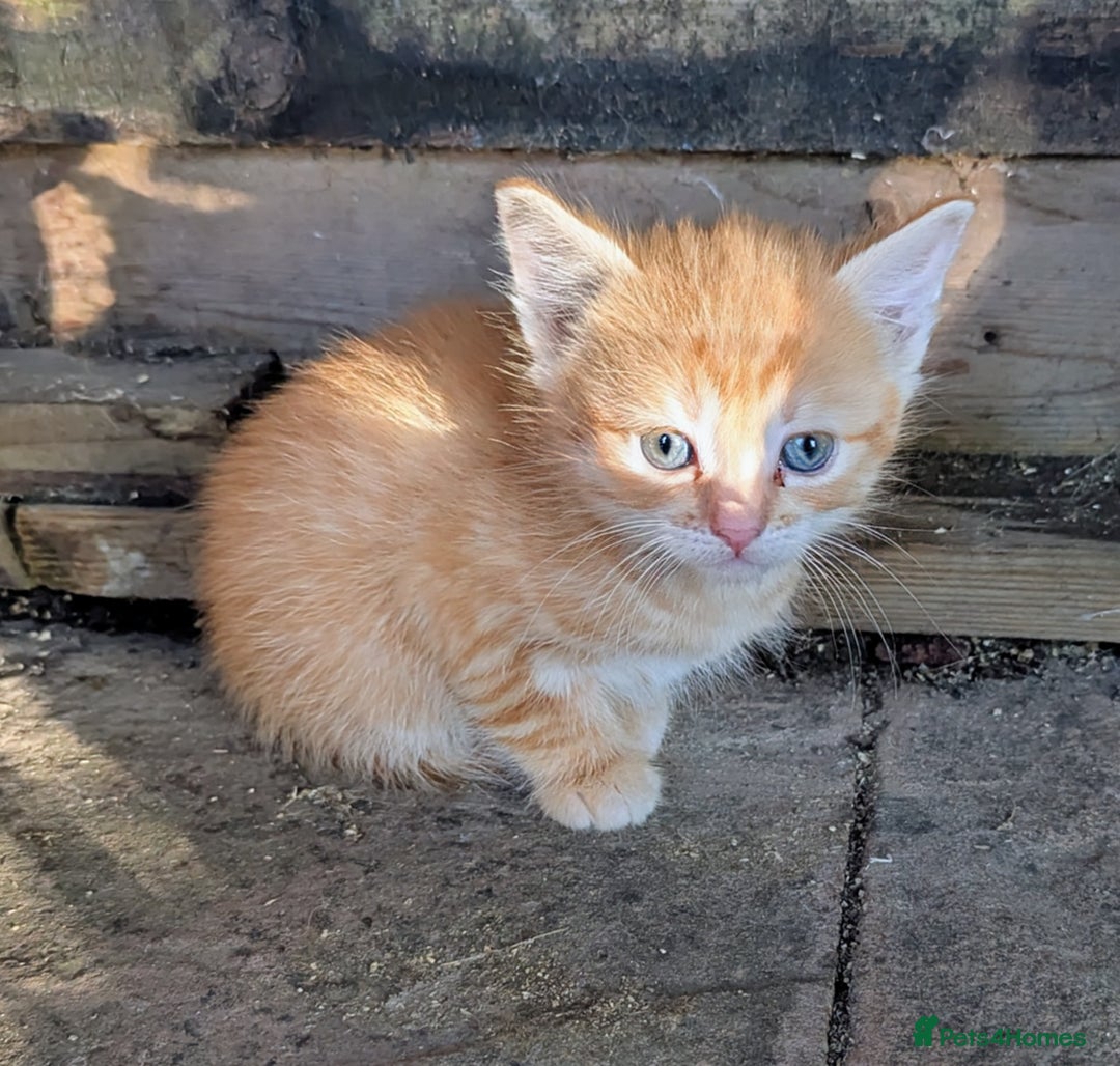 Domestic Shorthair cats for sale: Gorgeous 1/2 Bengals kittens - Image 11