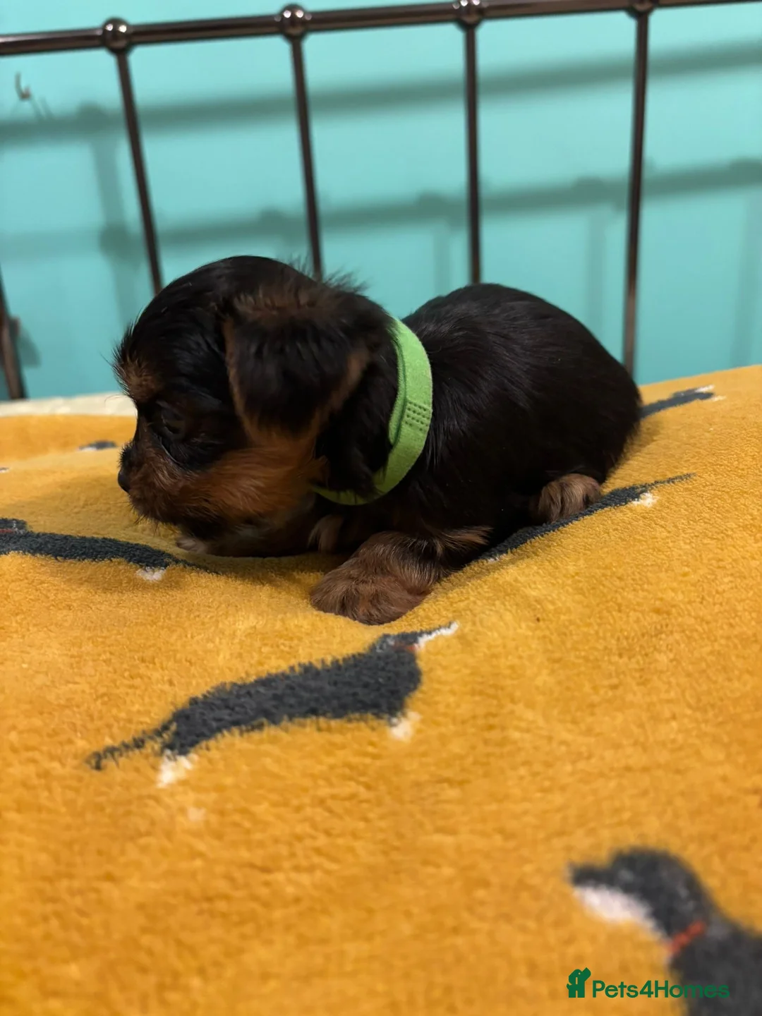 Yorkshire Terrier dogs for sale: 4 Stunning Miniature Yorkshire terriers for sale  - Advert 30
