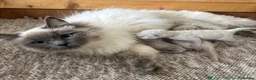 Ragdoll cats for sale: Ragdoll female kitten READY NOW - Advert 7