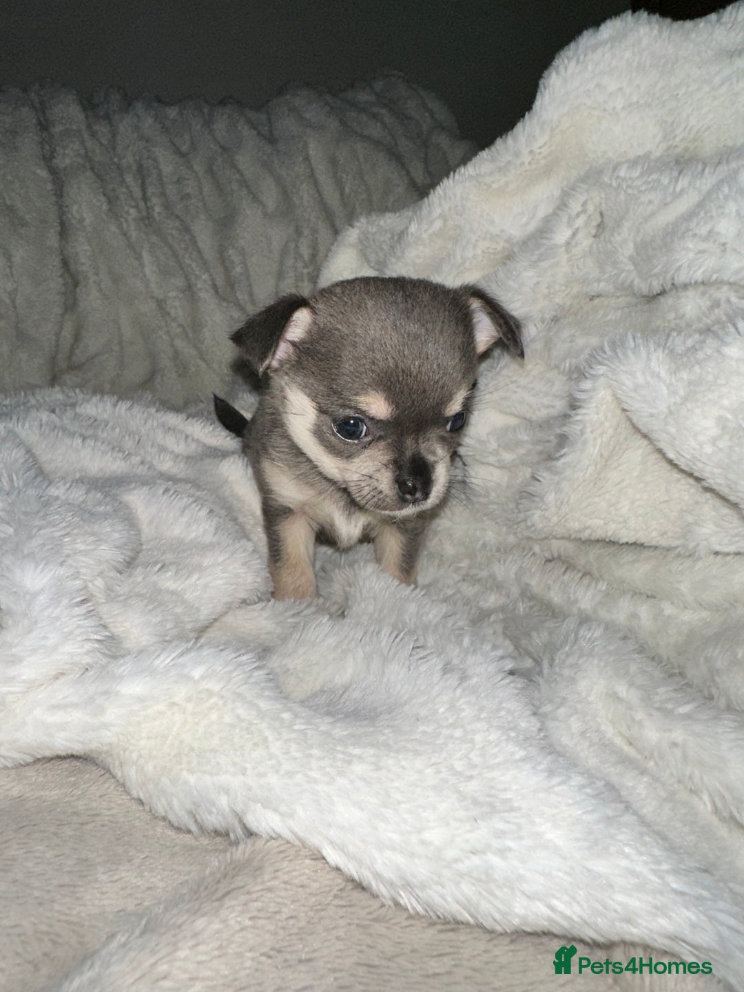Chihuahua dogs for sale: chihuahua pups for sale  - Image 13