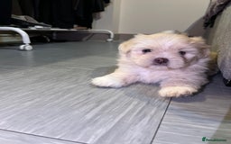Mixed Breed dogs for sale: Adorable puppies for sale  - Image 6