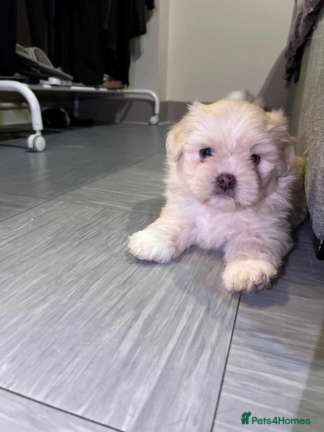 Mixed Breed dogs for sale: Adorable puppies for sale  - Image 6