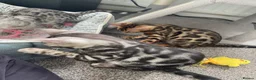 Bengal cats for sale: LAST THREE Ready now GCCF REGISTERED  - Advert 8