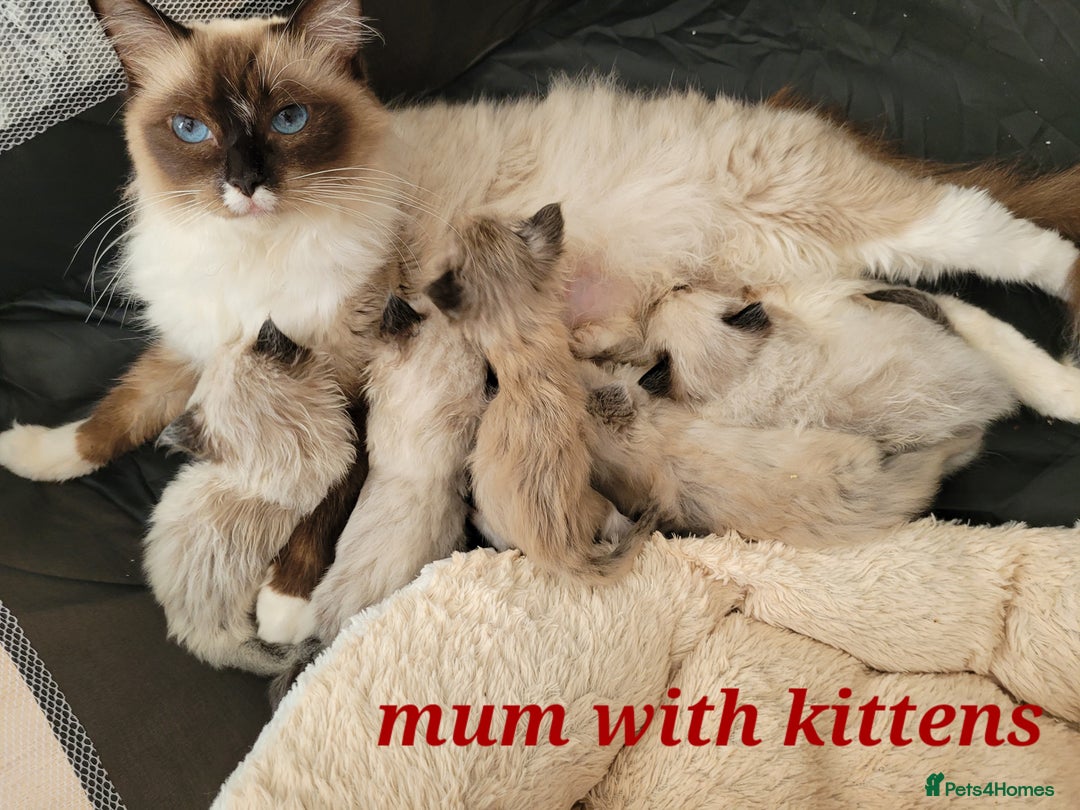 Ragdoll cats for sale: 5 Ragdoll kittens for sale Ready soon - Image 1