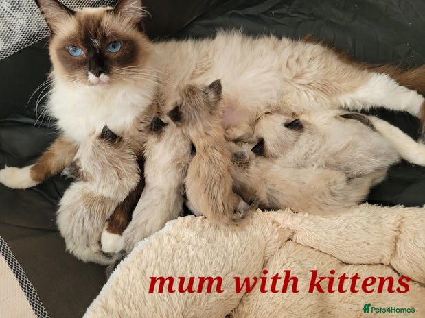 Ragdoll cats - Advert 1