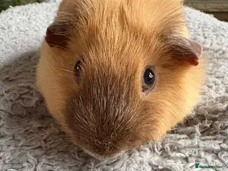 Guinea Pig rodents Pair of boars - Advert 1