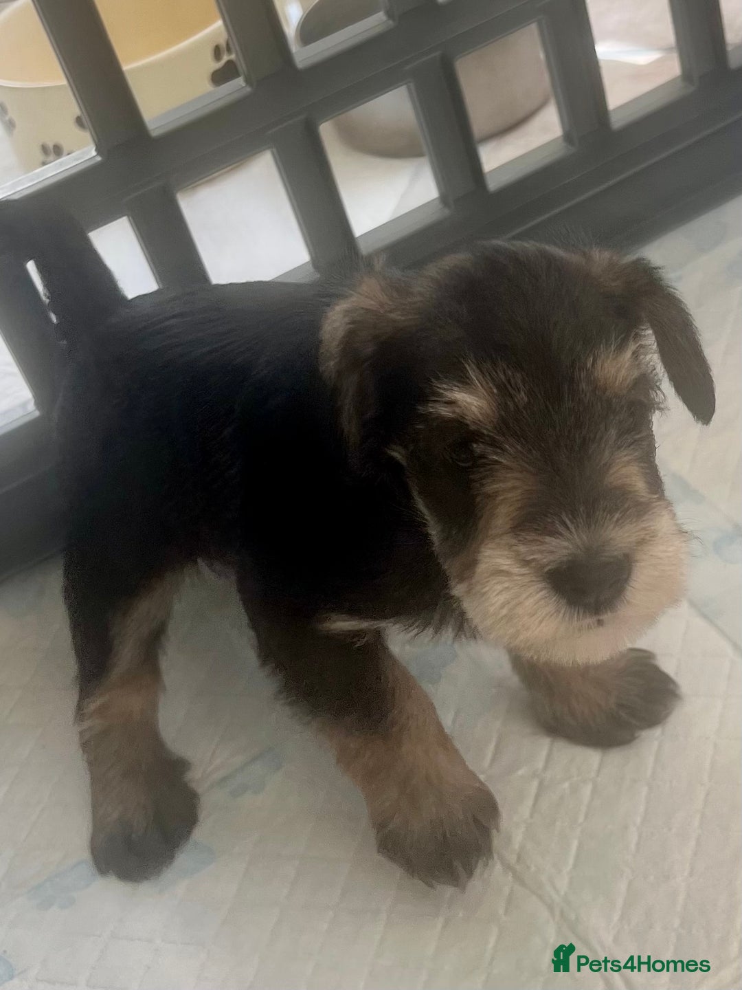 Miniature Schnauzer dogs for sale: 🐾🐶Schnauzer/Schnoodles🐶🐾 - Image 15