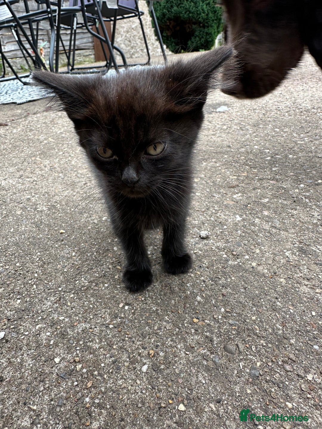 Mixed Breed cats for sale: Lovely Black Kittens Looking for a home - Image 3