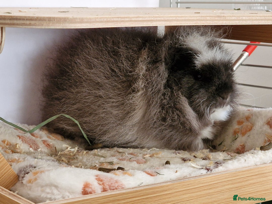 Guinea Pig rodents for sale: Swiss Boars Barney & Fred - Advert 1